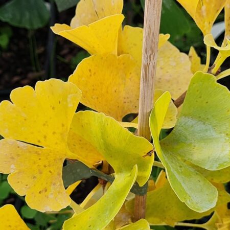 Miłorząb japoński 'Gui-Zhi' - Ginkgo biloba