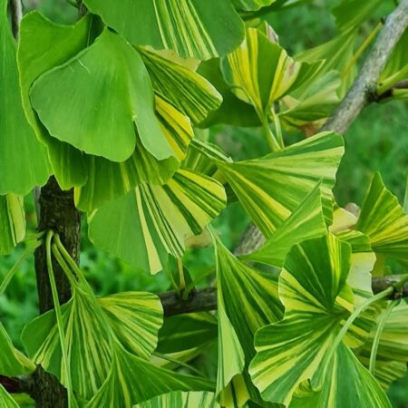 Miłorząb japoński 'Variegata Finger' - Ginkgo biloba