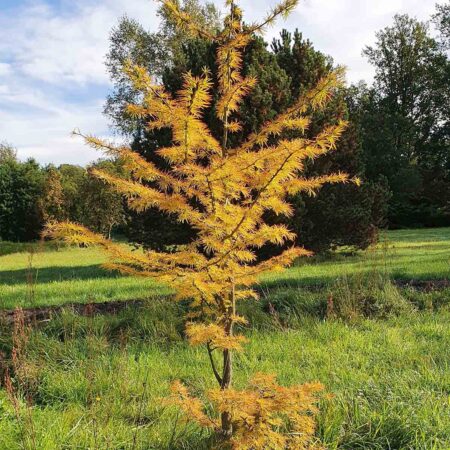 Modrzewnik chiński - Pseudolarix amabilis
