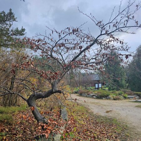 Buk pospolity Horizontalis - Fagus sylvatica