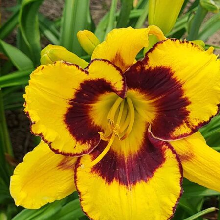 Liliowiec 'Calico Jack' (Hemerocallis 'Calico Jack')