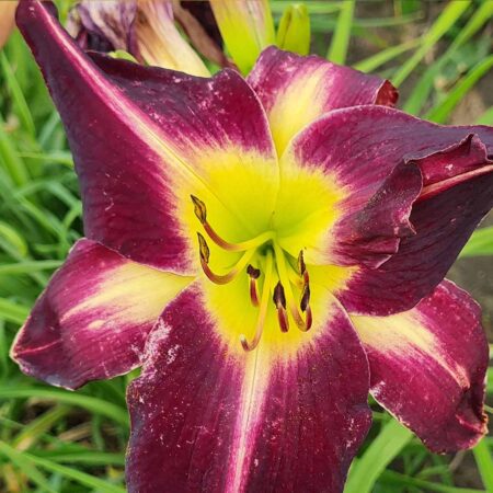 Liliowiec 'Cameron Nights' (Hemerocallis 'Cameron Nights')