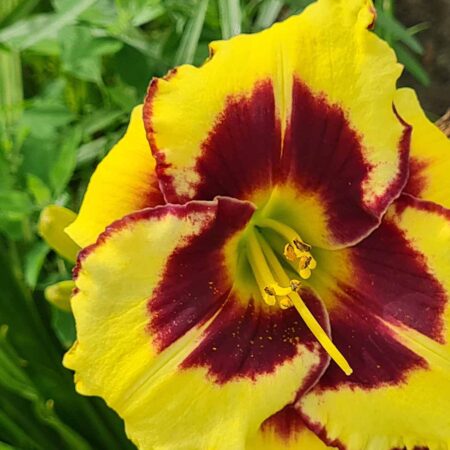 Liliowiec 'Canary Chaos' (Hemerocallis 'Canary Chaos')