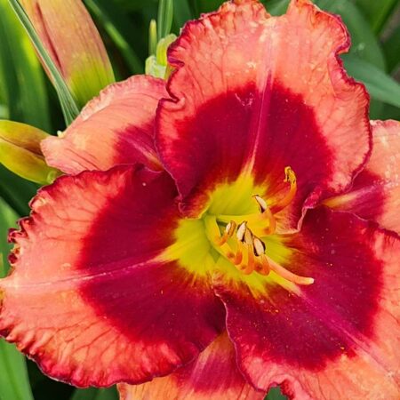 Liliowiec 'Cimarron Knight' (Hemerocallis 'Cimarron Knight')