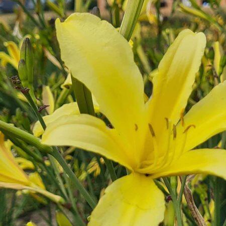 Liliowiec 'Citrina' (Hemerocallis 'Citrina')
