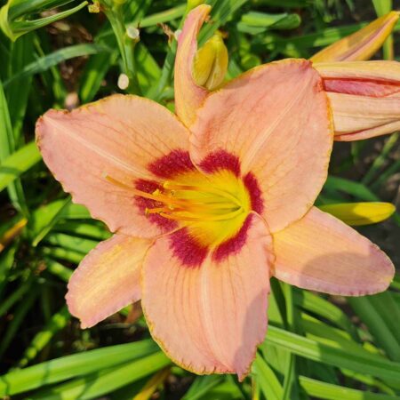 Liliowiec 'Classic Caper' (Hemerocallis 'Classic Caper')