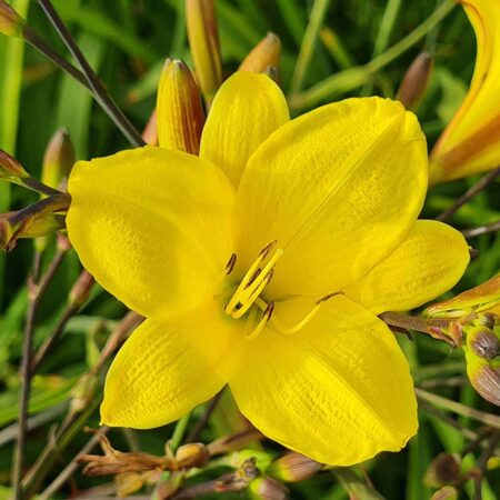 Liliowiec 'Corky' (Hemerocallis 'Corky')