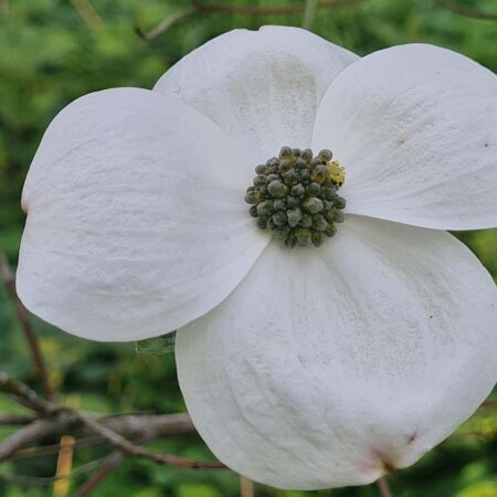 Dereń kwiecisty 'Alba' - Cornus florida