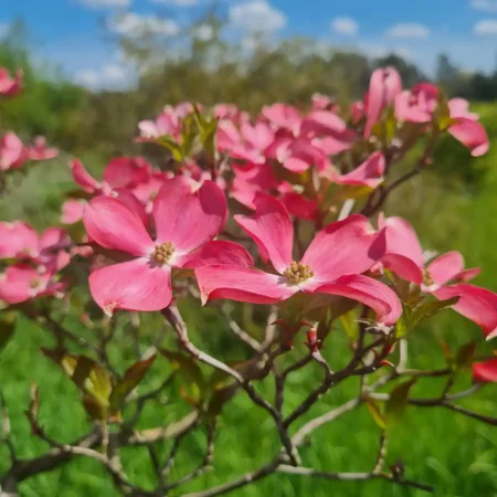 Dereń kwiecisty 'Cheroke Chief'- Cornus florida