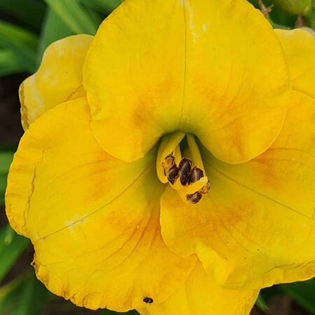 Liliowiec 'Coyote Moon' (Hemerocallis 'Coyote Moon')