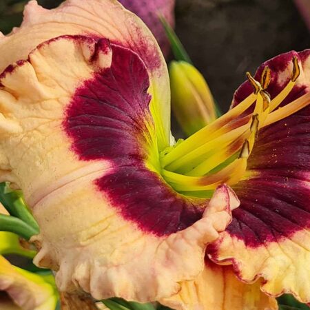 Liliowiec 'Crystal Pinot' (Hemerocallis 'Crystal Pinot')