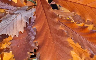 Poradnik: Jesienne cięcie drzew i krzewów – co, kiedy i jak przycinać? 