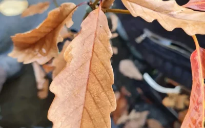 Jak chronić rośliny przed mrozem? Skuteczne sposoby i błędy, których należy unikać 