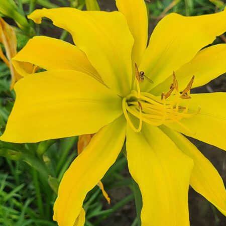 Liliowiec 'Debary Canary' (Hemerocallis 'Debary Canary')