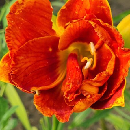 Liliowiec 'Double Firecracker' (Hemerocallis 'Double Firecracker')