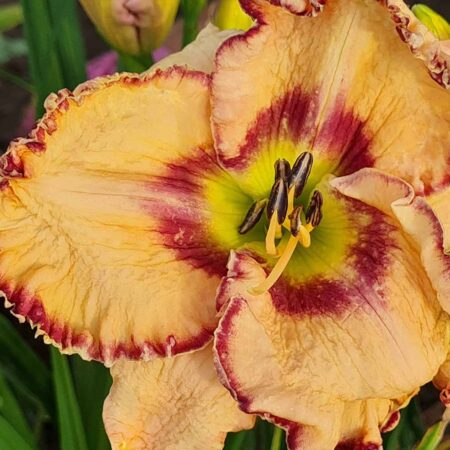 Liliowiec 'Doug Warner' (Hemerocallis 'Doug Warner')