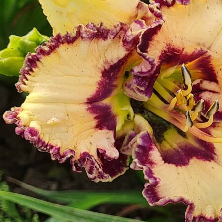 Liliowiec 'Dream Candy' (Hemerocallis 'Dream Candy')