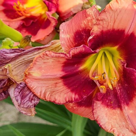 Liliowiec 'Dress Pink' (Hemerocallis 'Dress Pink')