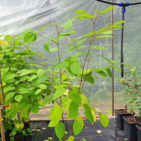 Drzewo rodzynkowe - Hovenia dulcis