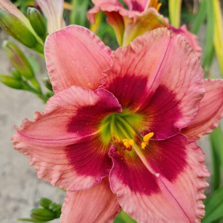 Liliowiec 'Duke of Durham' (Hemerocallis 'Duke of Durham')