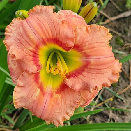 Liliowiec 'Elegant Candy' (Hemerocallis 'Elegant Candy')