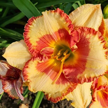 Liliowiec 'Elisa Dallas' (Hemerocallis 'Elisa Dallas')