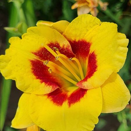 Liliowiec 'Enduring Legacy' (Hemerocallis 'Enduring Legacy')