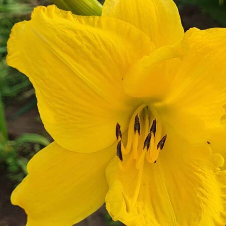 Liliowiec 'Erin Prairie' (Hemerocallis 'Erin Prairie')