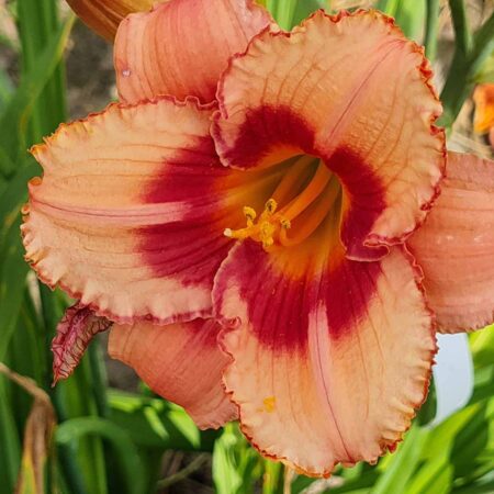Liliowiec 'Eyes of the World' (Hemerocallis 'Eyes of the World')