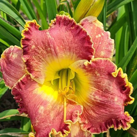 Liliowiec 'Fabryka Snów' (Hemerocallis 'Fabryka Snów')