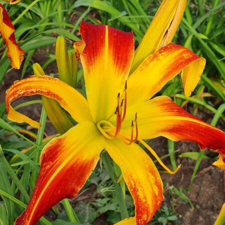 Liliowiec 'Fireworks Exploding' (Hemerocallis 'Fireworks Exploding')