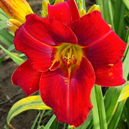 Liliowiec 'Flameburst' (Hemerocallis 'Flameburst')