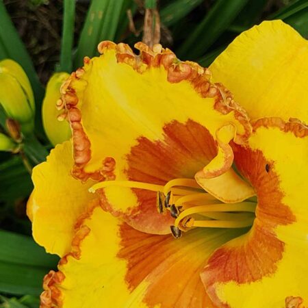 Liliowiec 'Flames of Summer' (Hemerocallis 'Flames of Summer')