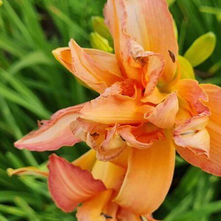 Liliowiec 'Flore Pleno' (Hemerocallis 'Flore Pleno')