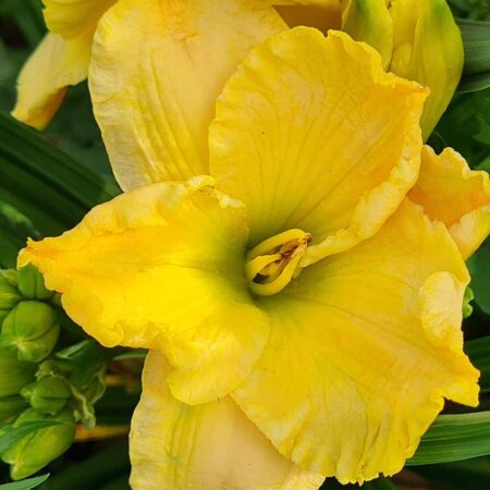 Liliowiec 'Fly Me to the Moon' (Hemerocallis 'Fly Me to the Moon')