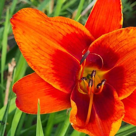 Liliowiec 'Frank Smith' (Hemerocallis 'Frank Smith')