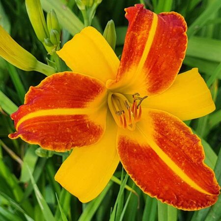 Liliowiec 'Frans Halls' (Hemerocallis 'Frans Halls')