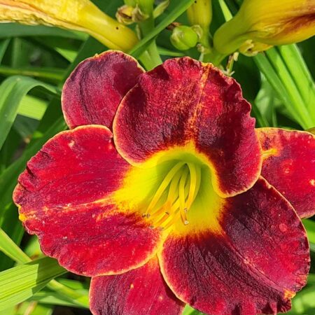 Liliowiec 'Hearts Destiny' (Hemerocallis 'Hearts Destiny')