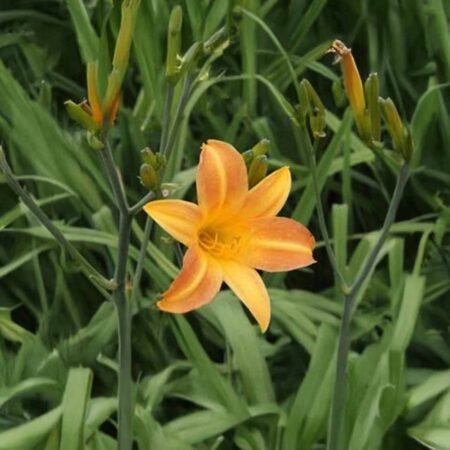 Liliowiec 'Hemerocallis Multiflora' (Hemerocallis 'Hemerocallis Multiflora')