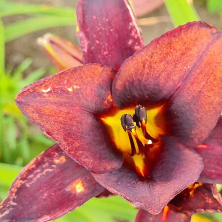 Liliowiec 'Hot Chocolate' (Hemerocallis 'Hot Chocolate')