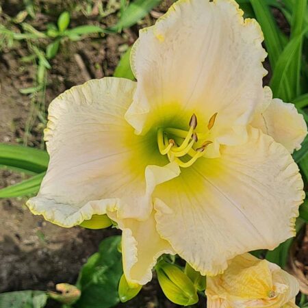 Liliowiec 'Ice Cap' (Hemerocallis 'Ice Cap')
