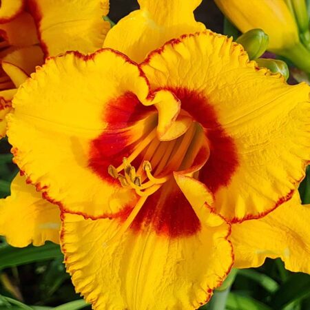 Liliowiec 'Irresistable Charm' (Hemerocallis 'Irresistable Charm')