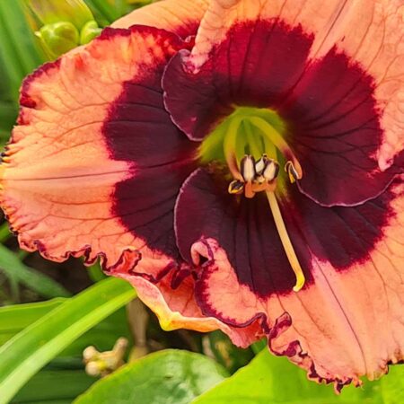 Liliowiec 'Jammin with Jane' (Hemerocallis 'Jammin with Jane')