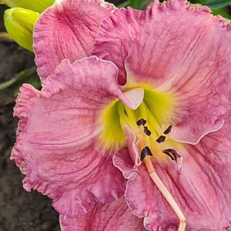 Liliowiec 'Jedi Dot Pierce' (Hemerocallis 'Jedi Dot Pierce')
