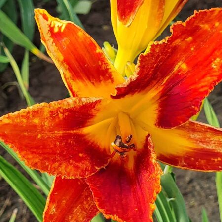 Liliowiec 'Jeziorak' (Hemerocallis 'Jeziorak')