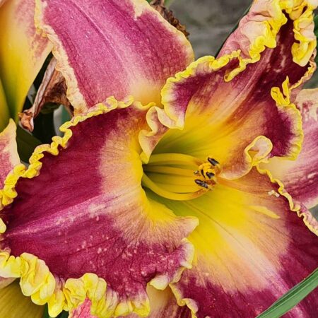 Liliowiec 'John Peat' (Hemerocallis 'John Peat')