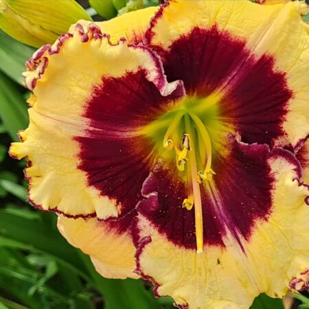 Liliowiec 'Junzi' (Hemerocallis 'Junzi')