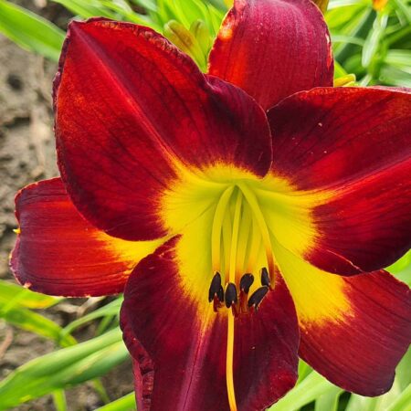Liliowiec 'Karneval der Nacht' (Hemerocallis 'Karneval der Nacht')