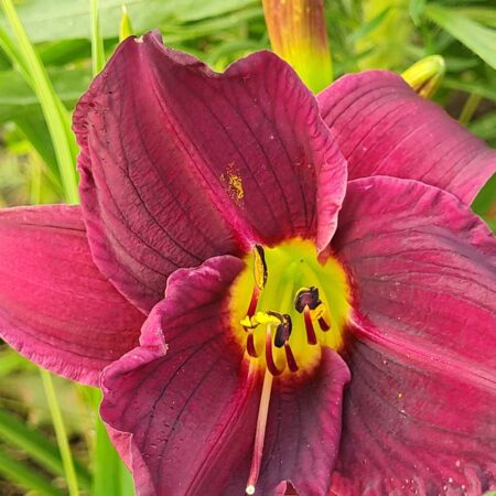 Liliowiec 'Kasbah Fez' (Hemerocallis 'Kasbah Fez')