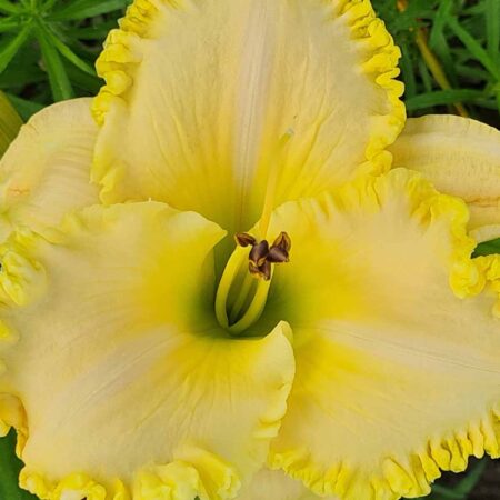 Liliowiec 'Key Lime Ice' (Hemerocallis 'Key Lime Ice')